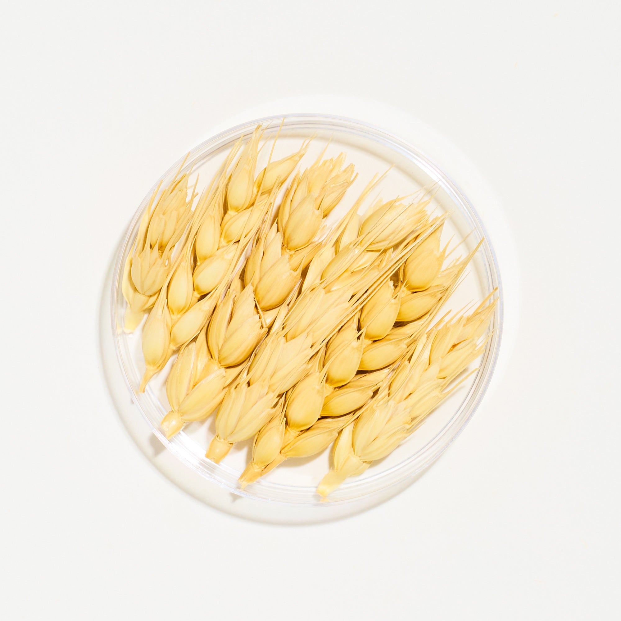 Clear glass bowl filled with yellow seeds on a white background