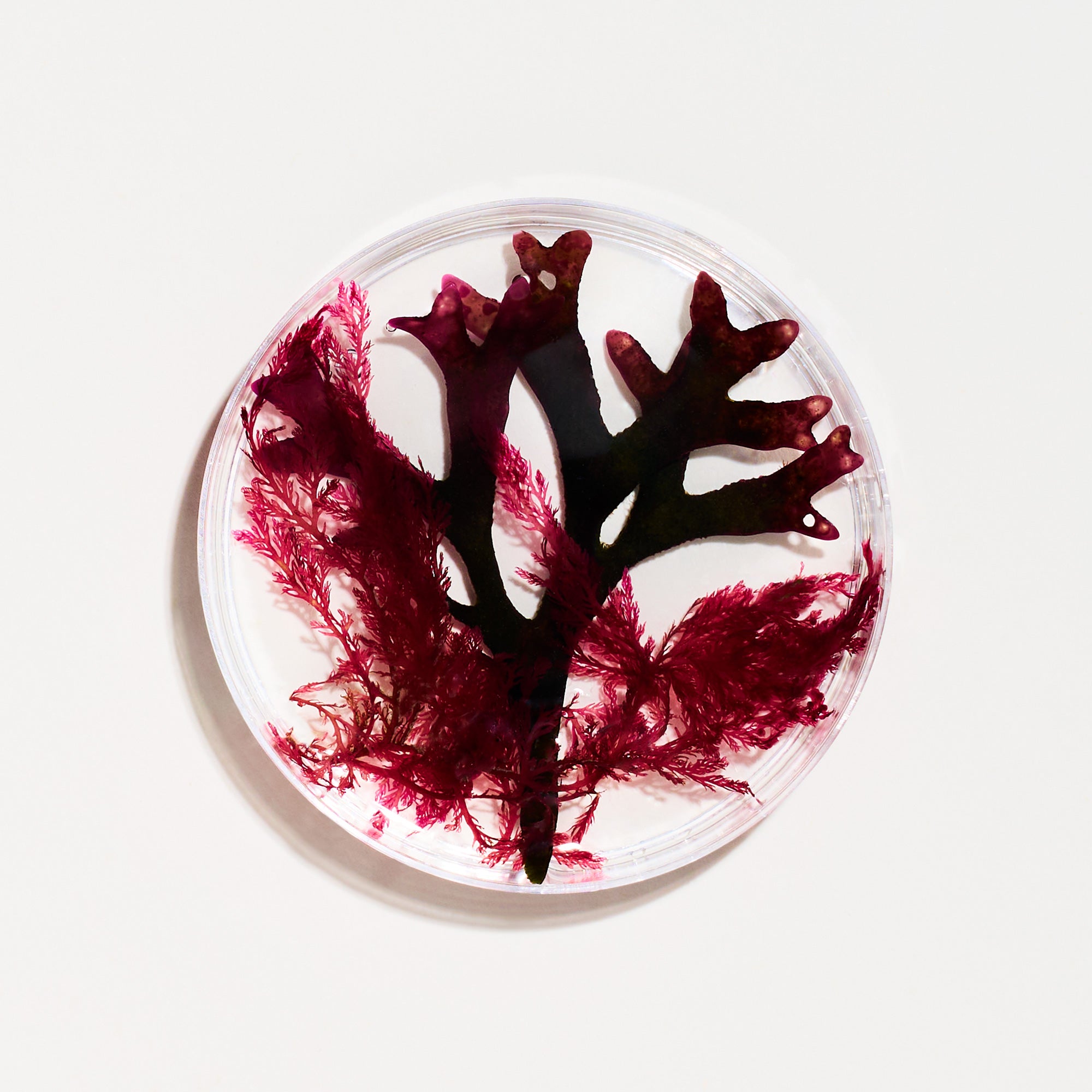 Round coaster with red and black leaf design on a white background